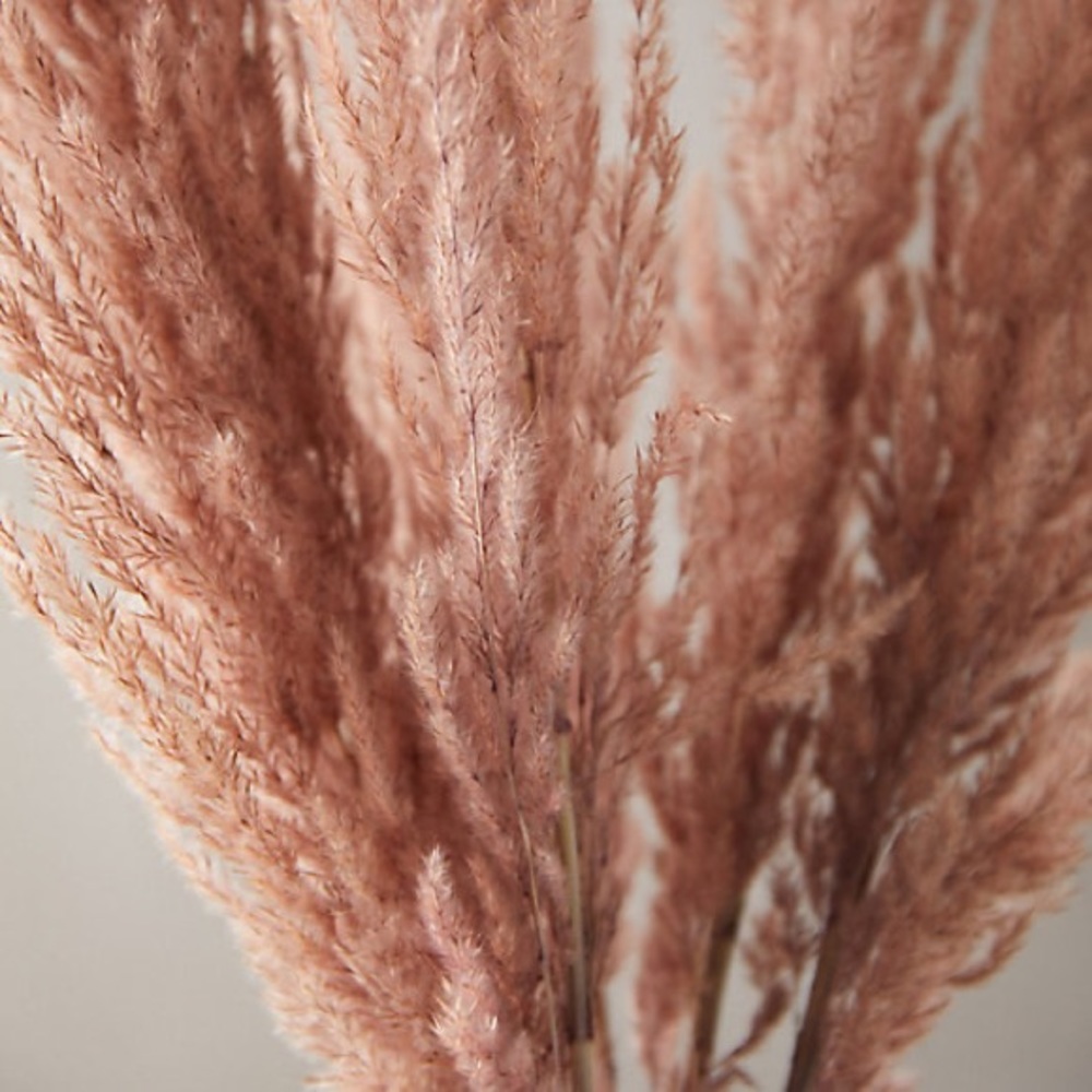 Anthropologie urban outfitters new Preserved pampas grass pink nwt - Picture 3 of 3